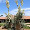 Rancho de los Caballeros